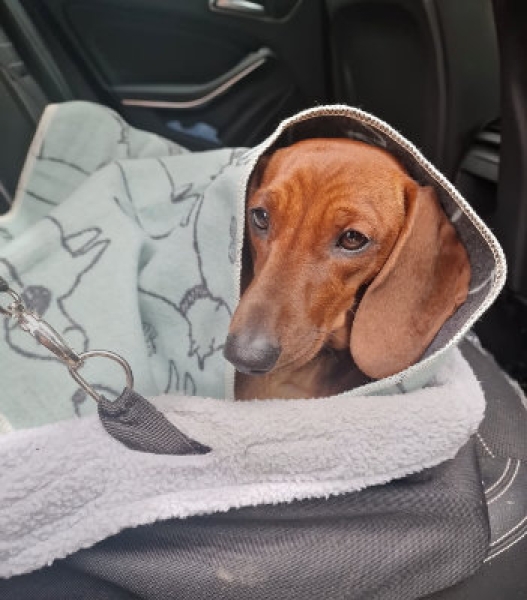 Haustierdecke Best Friends allover - im Einsatz